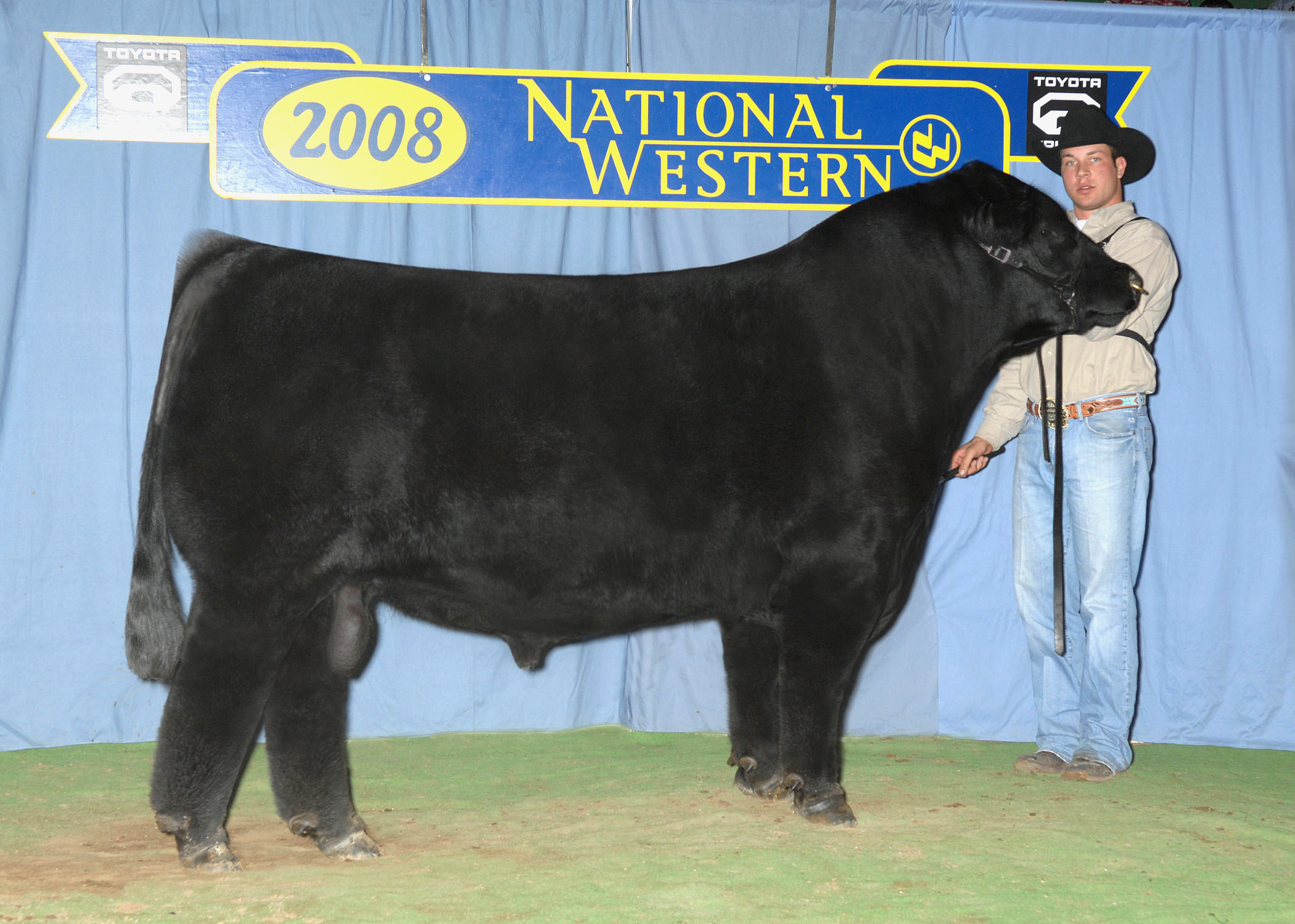 Angus Cattle Clipart Owned By Mogck Angus   Show