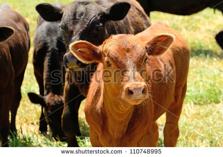 Angus Cross Calves Grazing In A Field In The Willamette Valley In