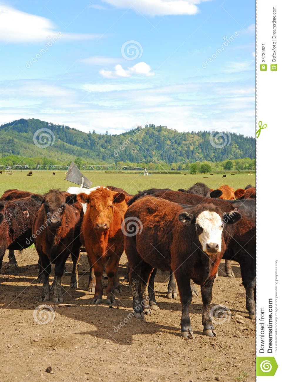 Angus Cross Steers On A Large Open Field Beef Ranch Near Umpqua Oregon