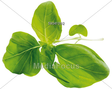 Basil Leaf Clipart Basil Leaves Stock Photo