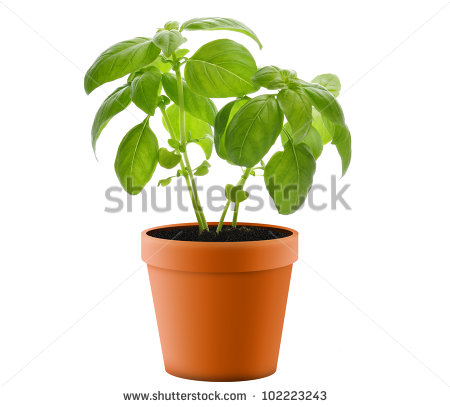 Basil Plant Clipart Fresh Basil Plant In A Pot