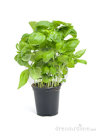 Basil Plant Clipart Images   Pictures   Becuo