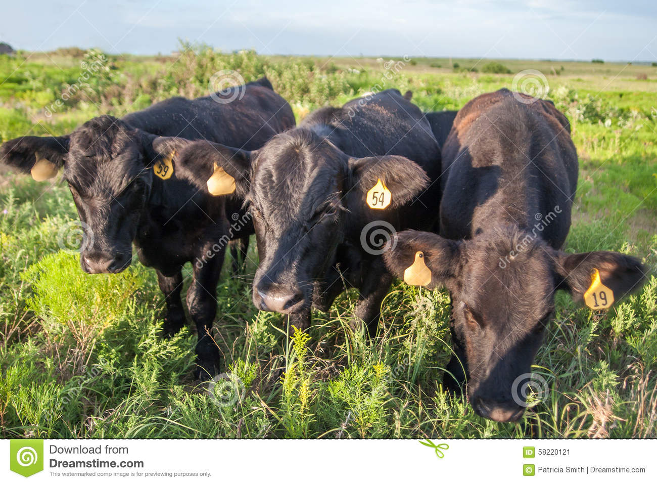 Closeup Of Three Angus Cattle In Pasture