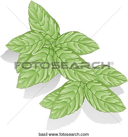 Drawing   Basil  Fotosearch   Search Clipart Illustration Fine Art