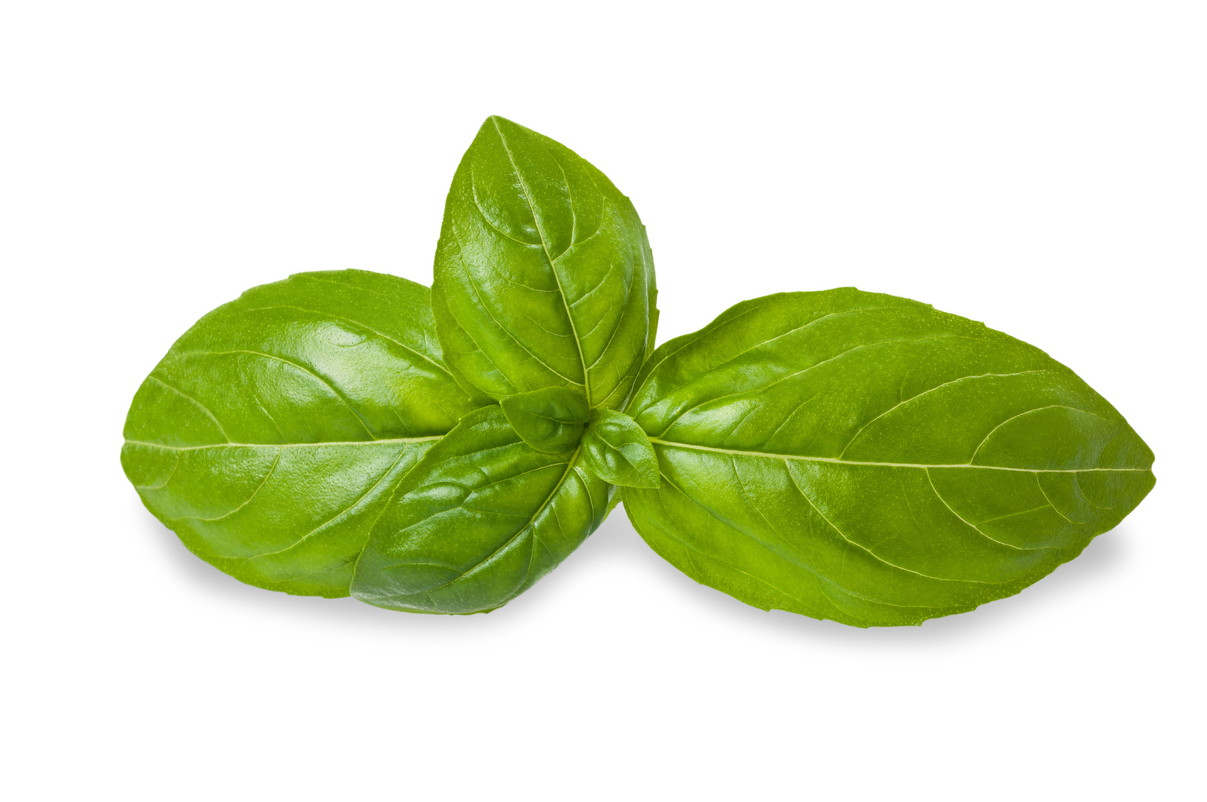Posts From The  Basil  Category