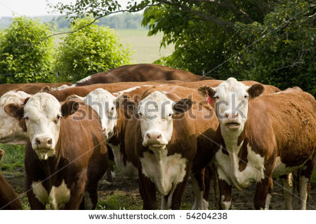 Purebred Hereford Cattle Looking From A Pasture With Trees In