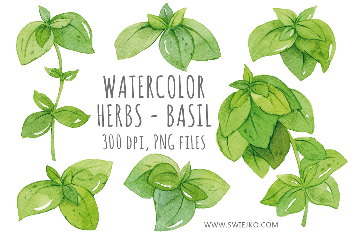Watercolor Herbs Basil Clip Art   Illustrations On Creative Market