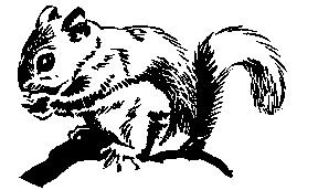 Bw Cartoon Cartoon Squirrels Squirrel Squirrel Coloring Pages