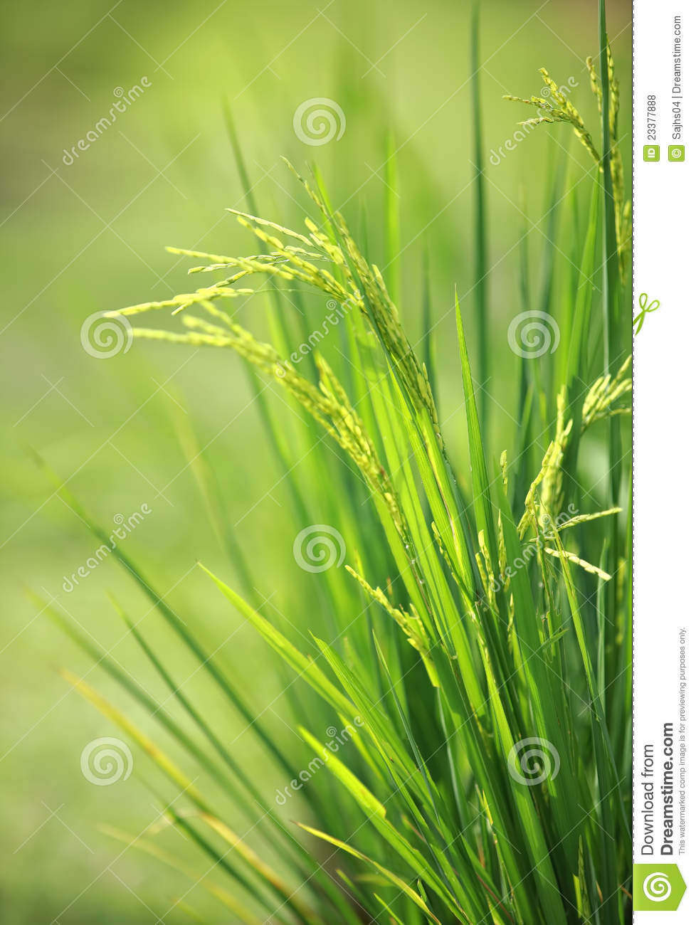 Green Rice Paddy Plant Royalty Free Stock Photos   Image  23377888