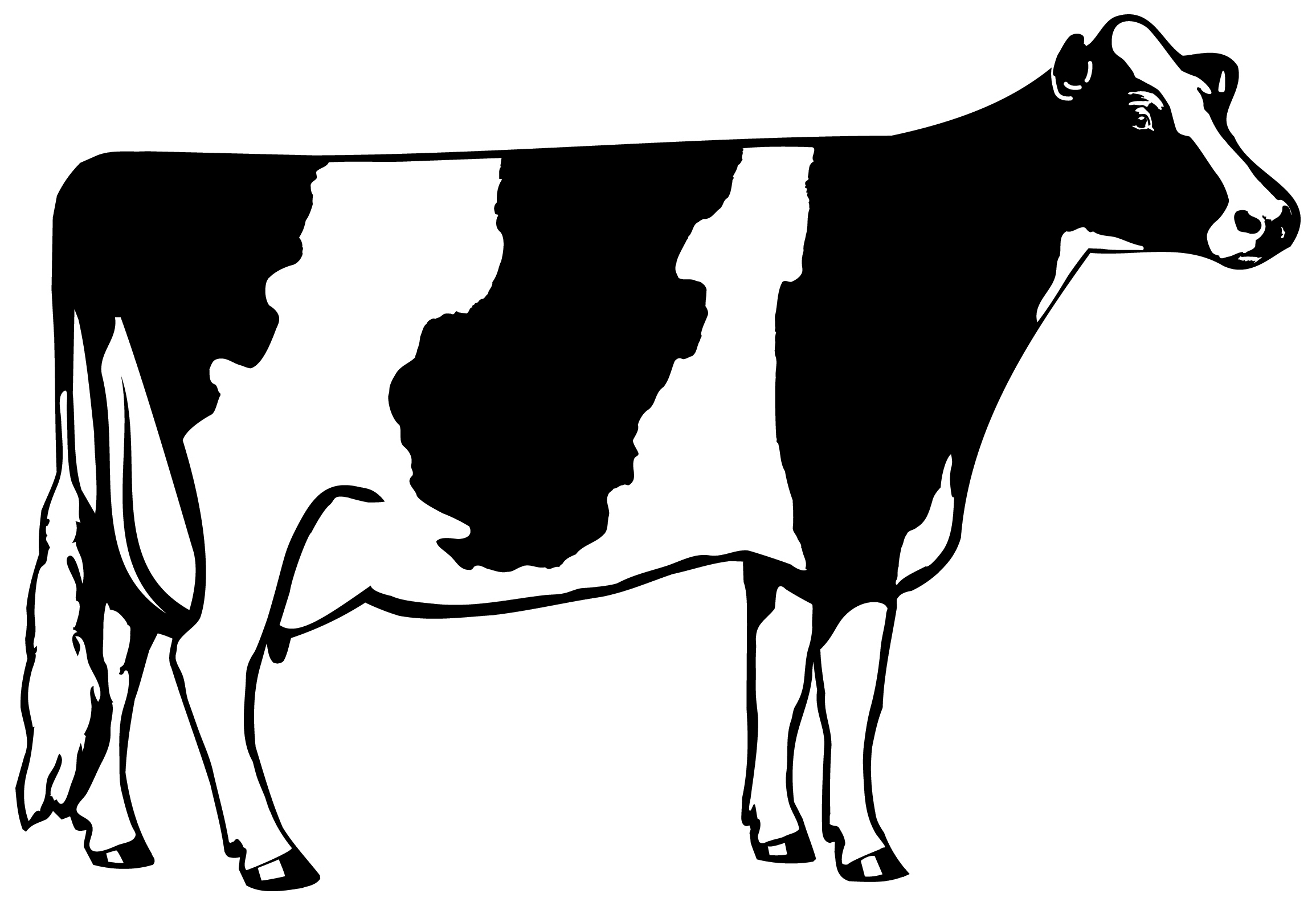 Holstein 101
