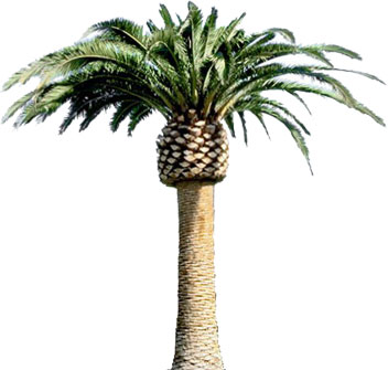 Palm Tree No Background   Clipart Panda   Free Clipart Images