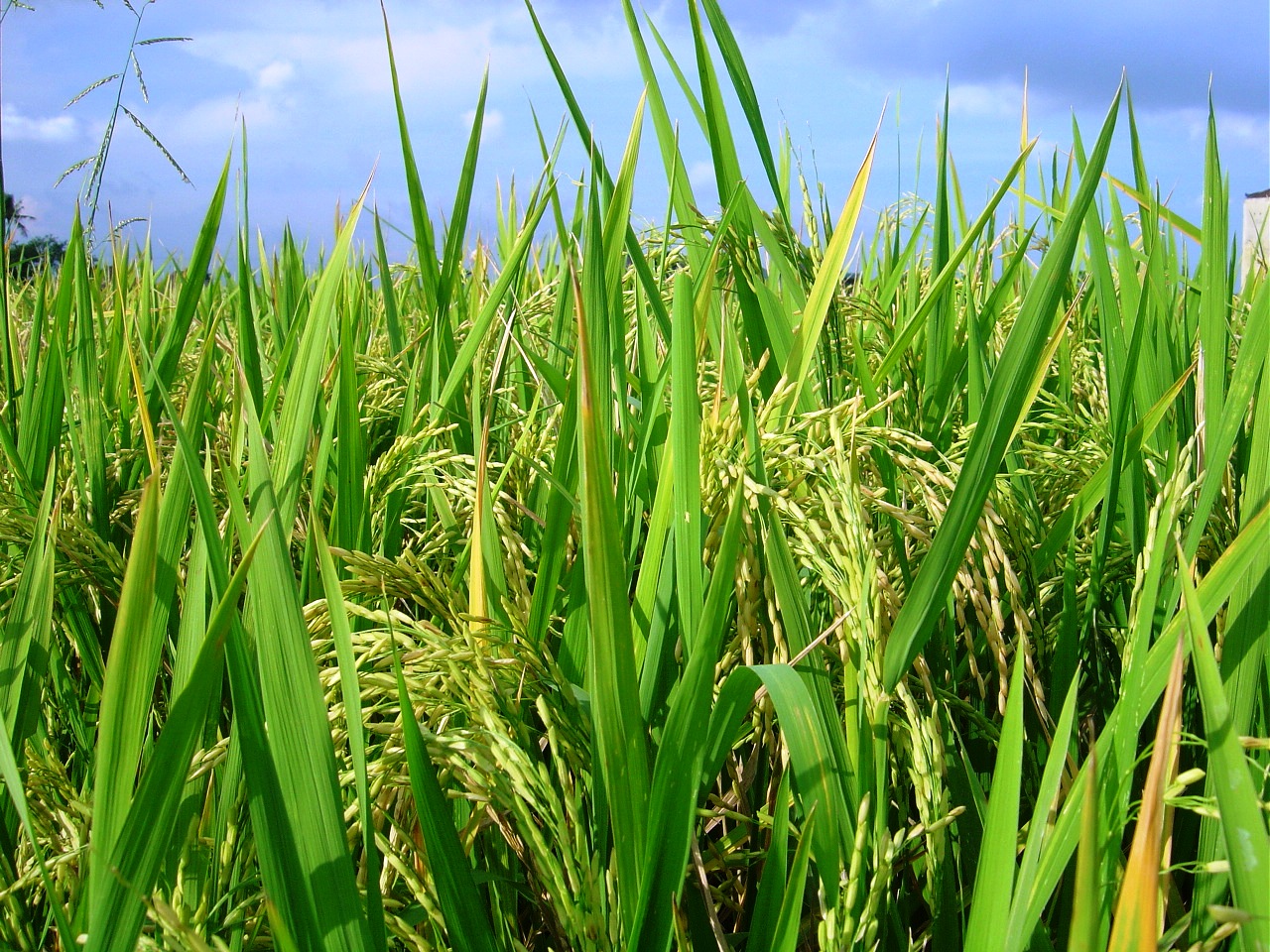 Rice Crop For The Cultivation Of Rice 