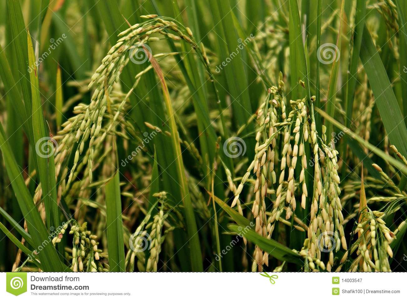 Rice Plant Close Up Royalty Free Stock Photography   Image  14003547