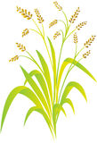 Rice Plant Stock Images