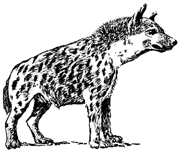 Search Terms  Bw Coloring Page Hyena Spotted Hyena