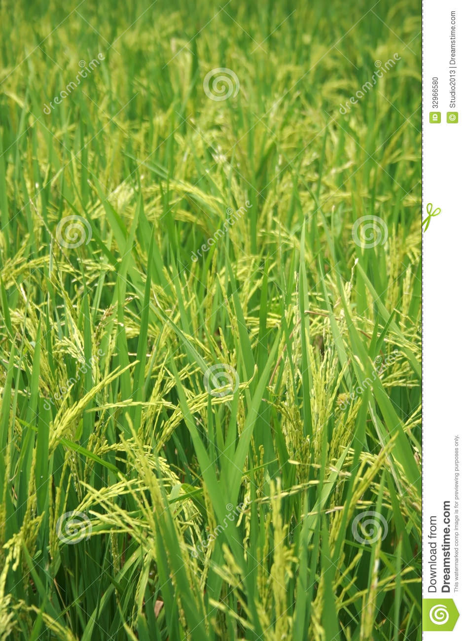 The Rice Plant Stock Photo   Image  32966580
