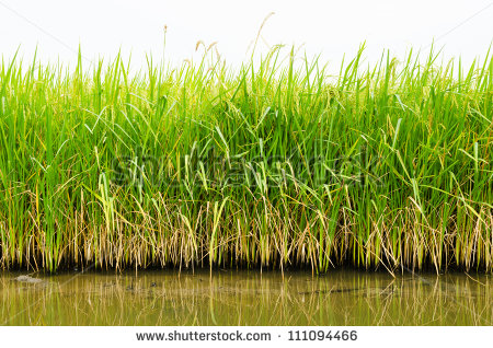 Young Rice Plant In Rice Field At Thailand   Stock Photo