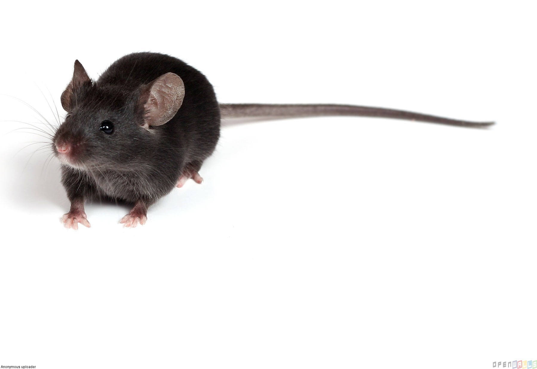Gray Mouse Uploader Anonymous Licence Category Creatures Tags Mouse