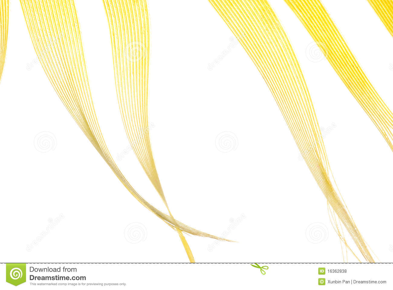 Yellow Feather Abstract Texture Royalty Free Stock Photos   Image    
