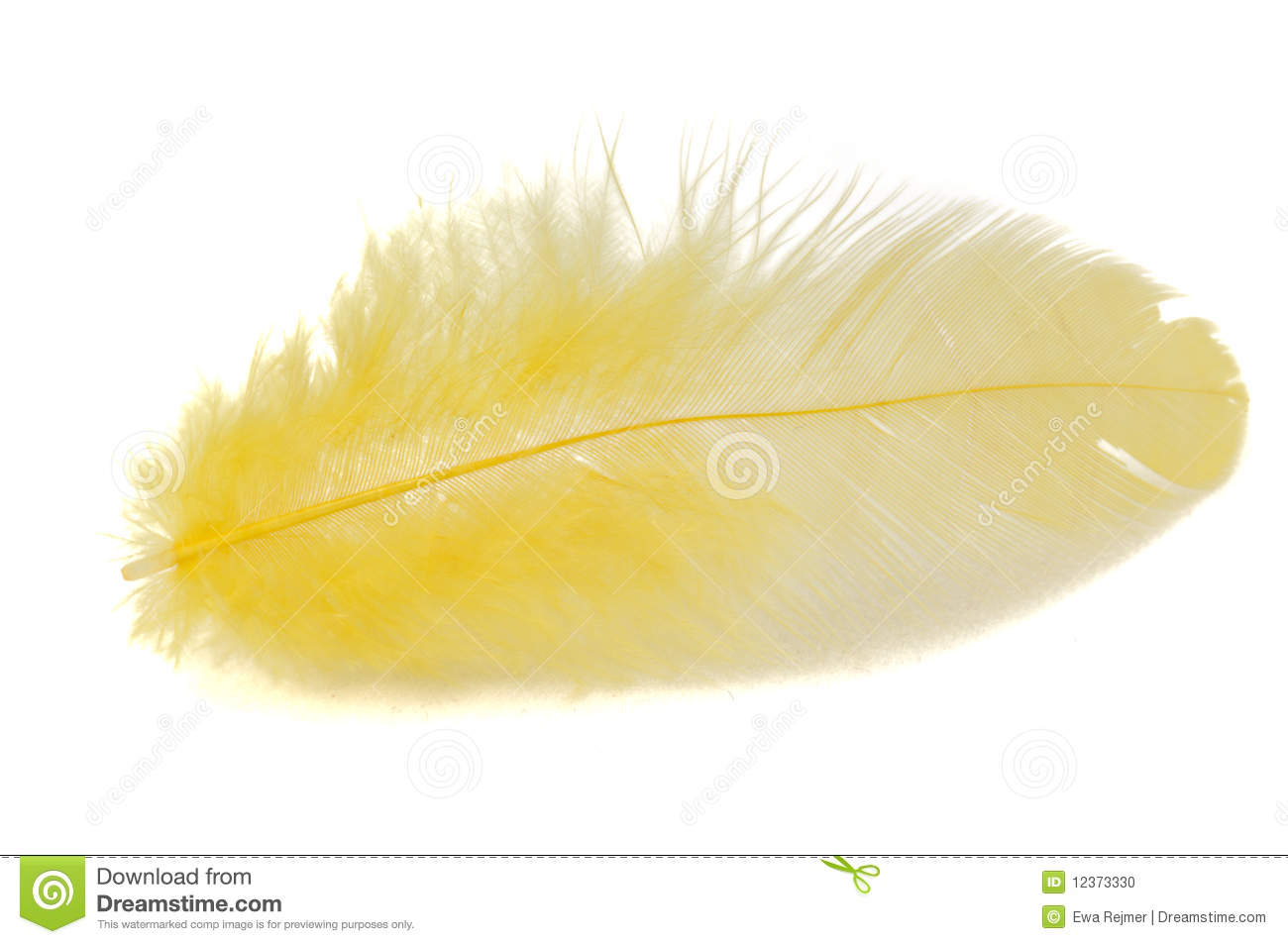 Yellow Feather Stock Photo   Image  12373330
