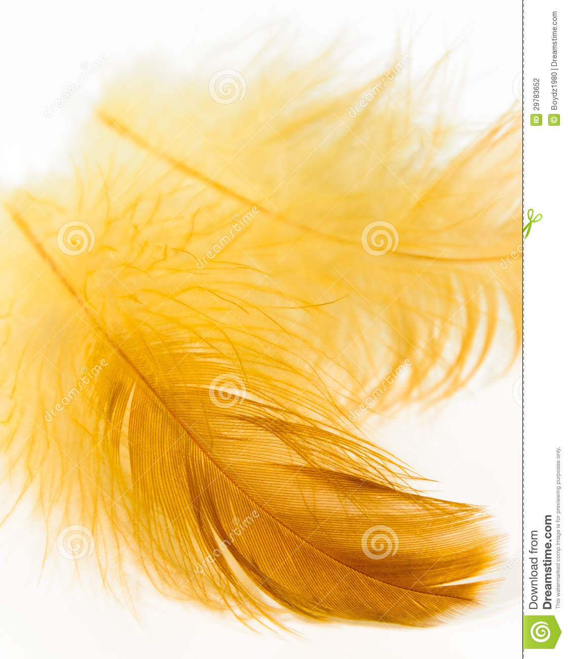 Yellow Feather Stock Photography   Image  29783652