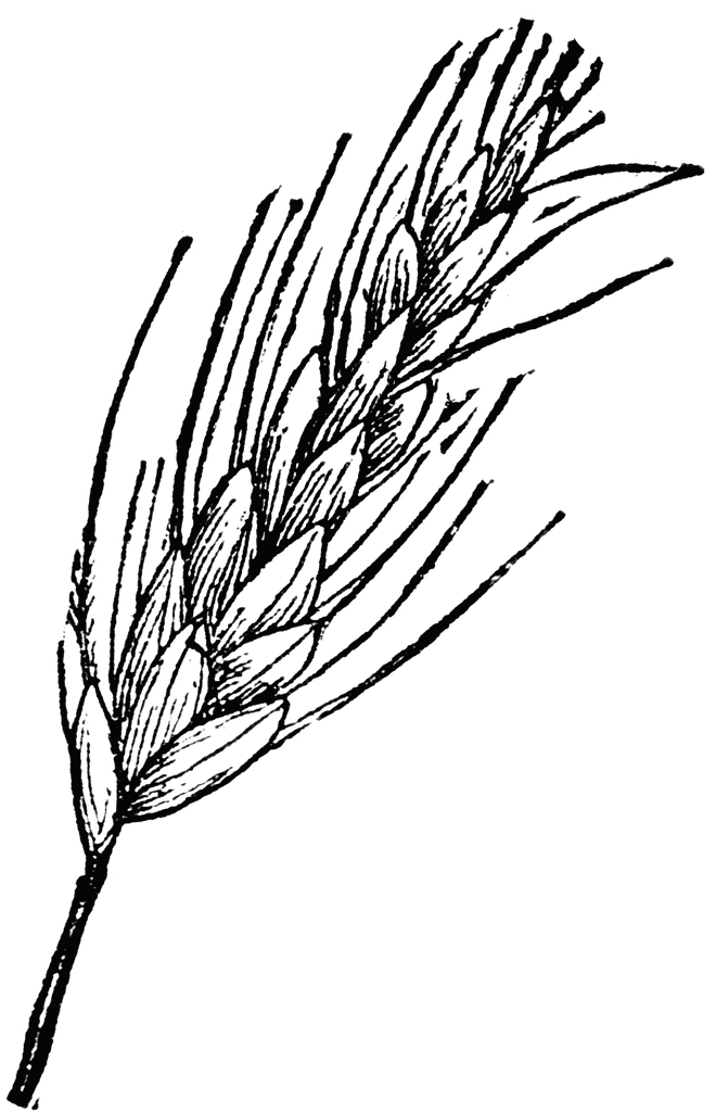 Wheat Clipart