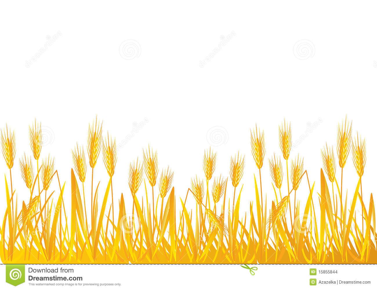 Wheat Field Stock Images   Image  15855844