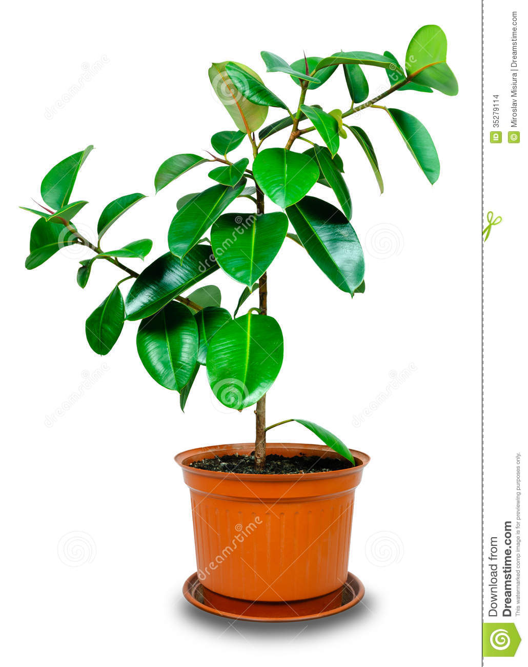 Displaying 16  Images For   Potted Plants Clipart   