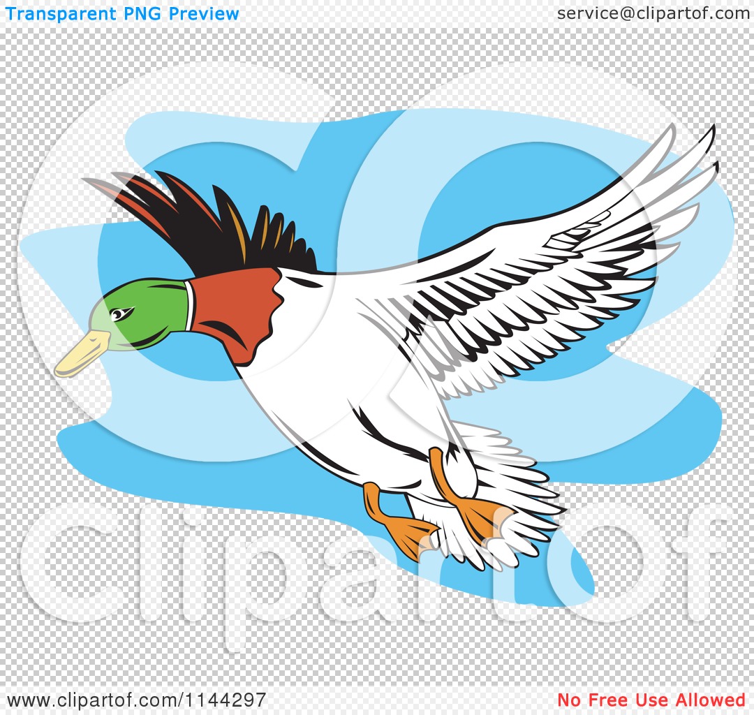 Go Back   Images For   Mallard Duck Clipart