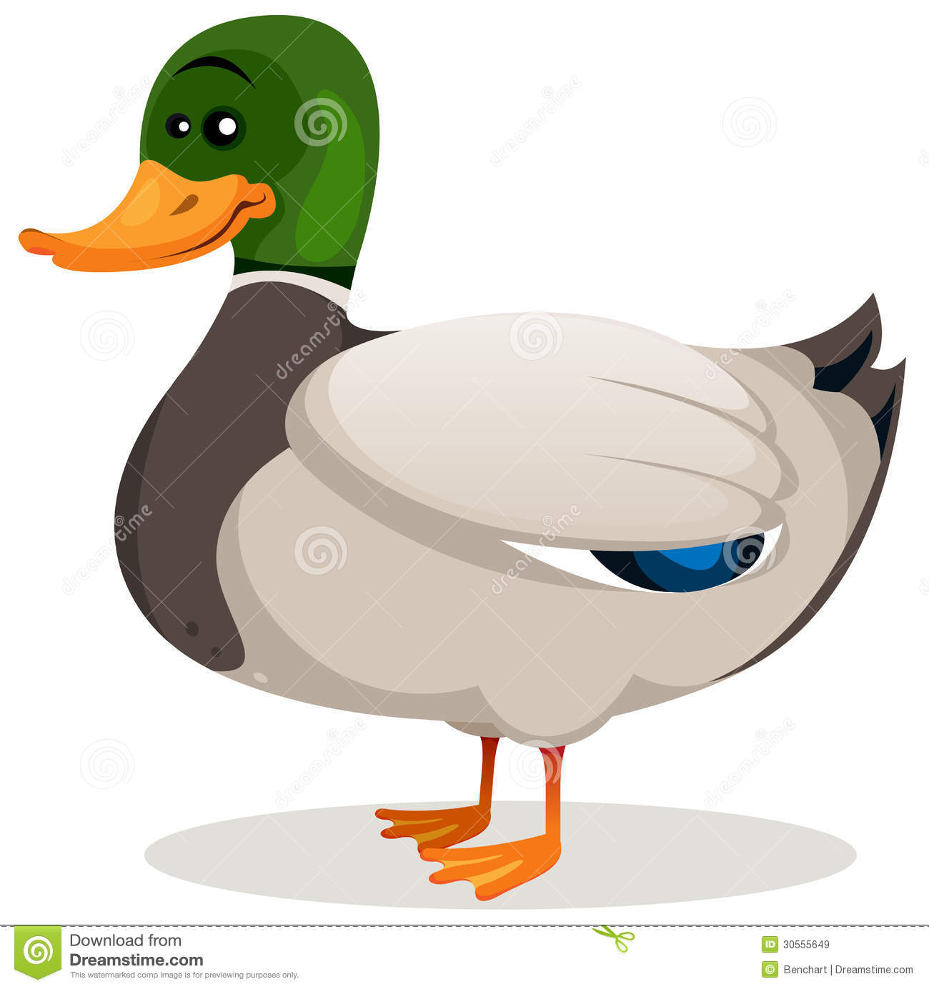 Illustration Of A Cartoon Mallard Duck With Green Neck And Grey