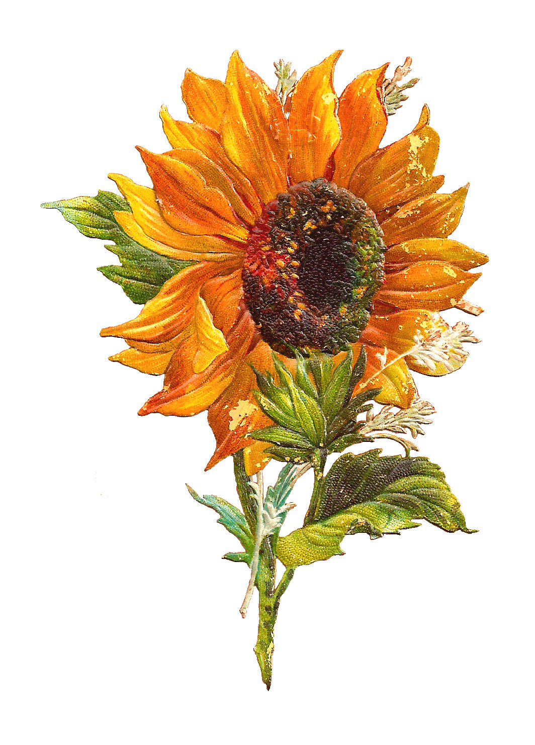 Images  Free Flower Graphic  Sunflower Clip Art Of 2 Victorian Scraps