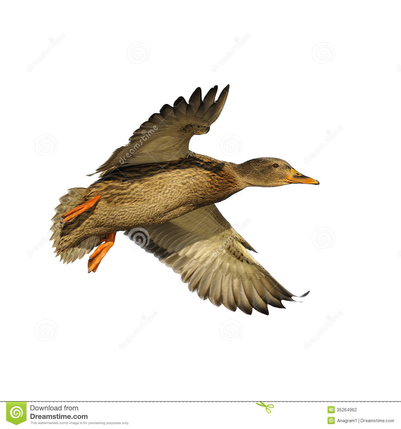 Mallard Duck Clipart Mallard Duck In Flight