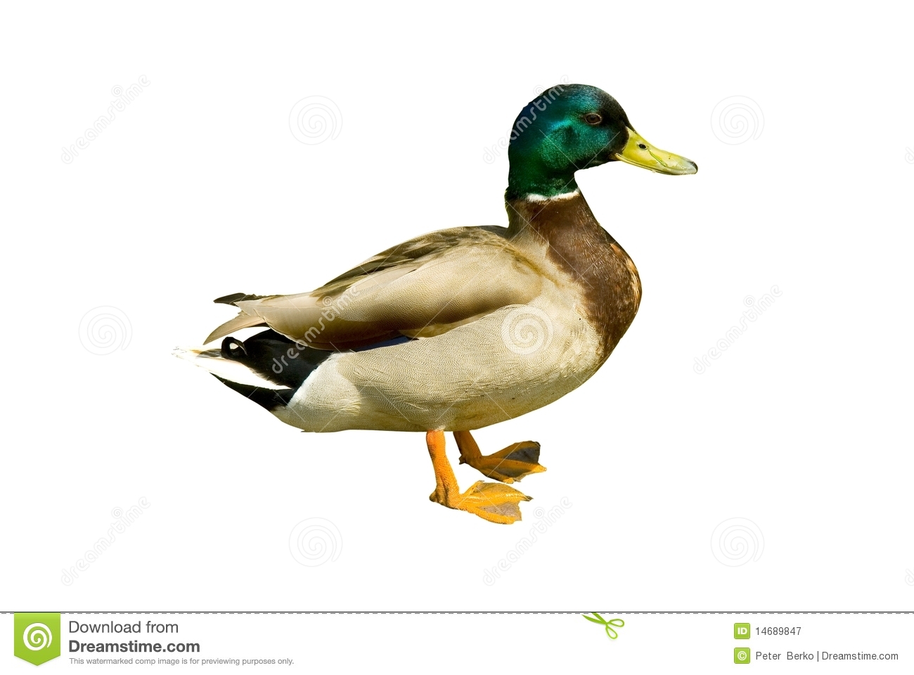 Mallard Duck Clipart Mallard Duck