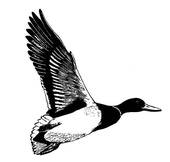 Mallard Duck Stock Illustrations   Gograph