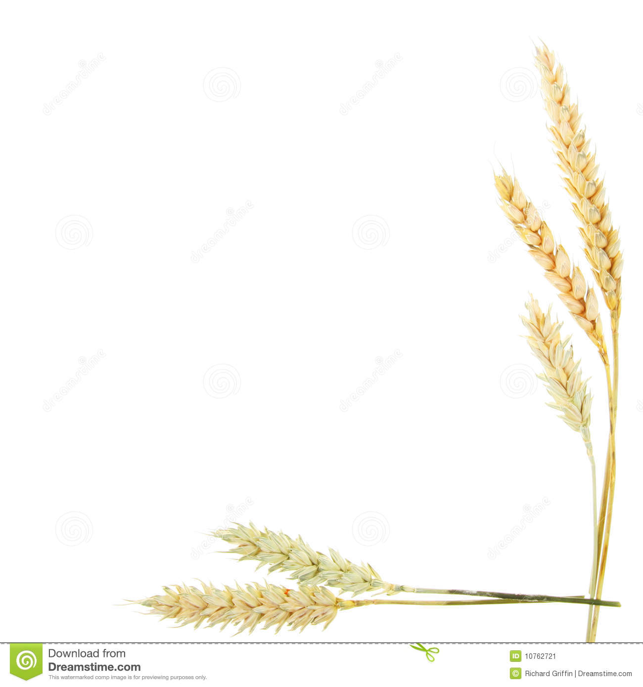 Wheat Ears Border Stock Image   Image  10762721