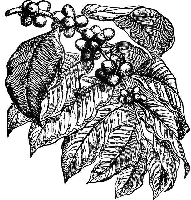 Coffee Plant   Clipart Etc