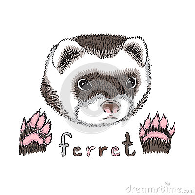 Cute Funny Puppy Ferret On A White Background