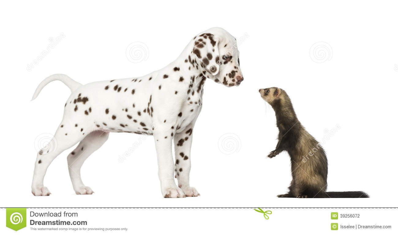 Dalmatian Puppy Standing And Looking At A Ferret Standing On Hind Legs