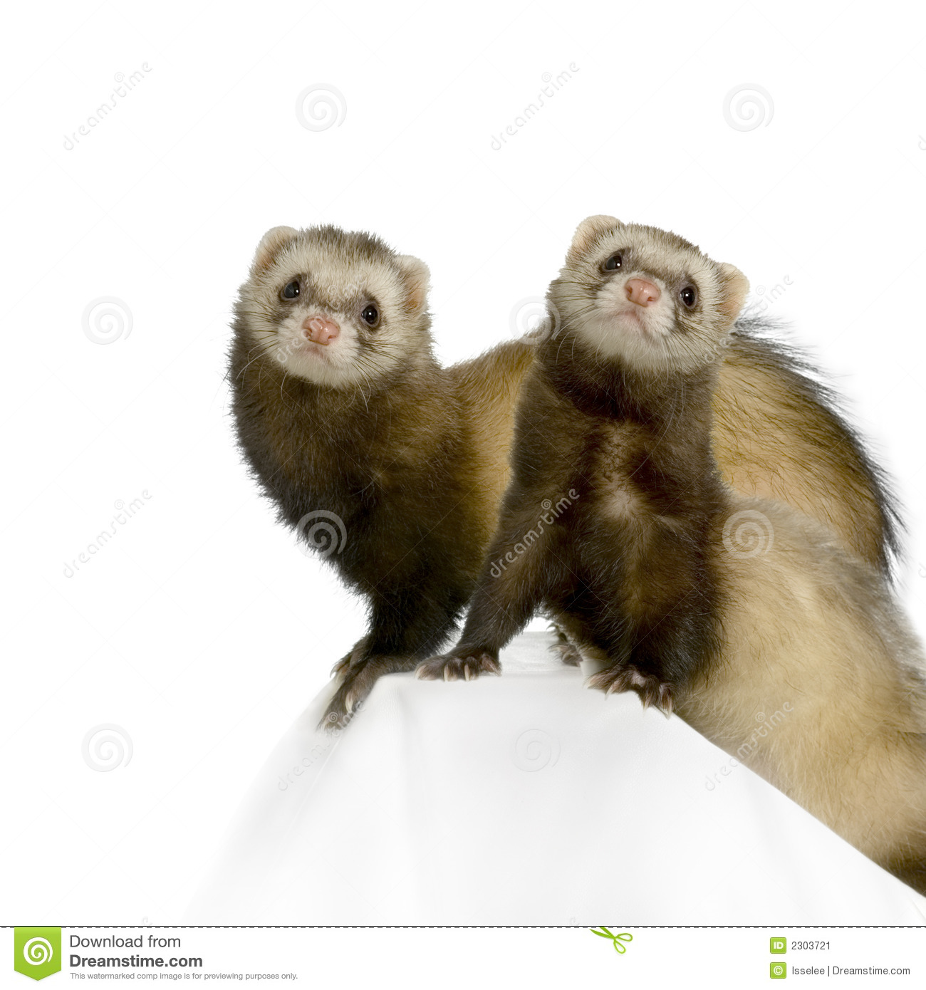 Ferret In Front Of A White Background 