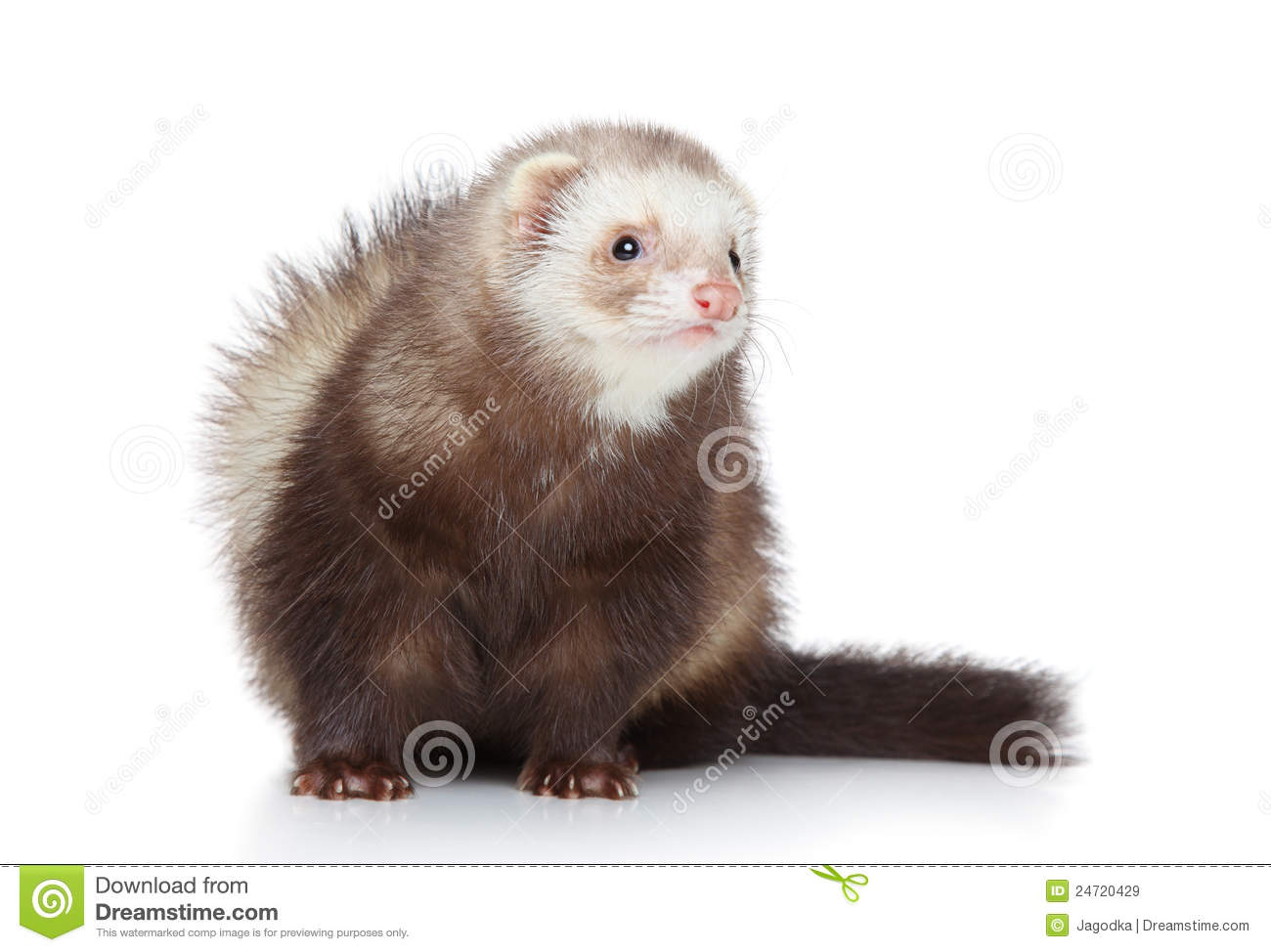 Ferret Posing On A White Background Royalty Free Stock Images   Image    