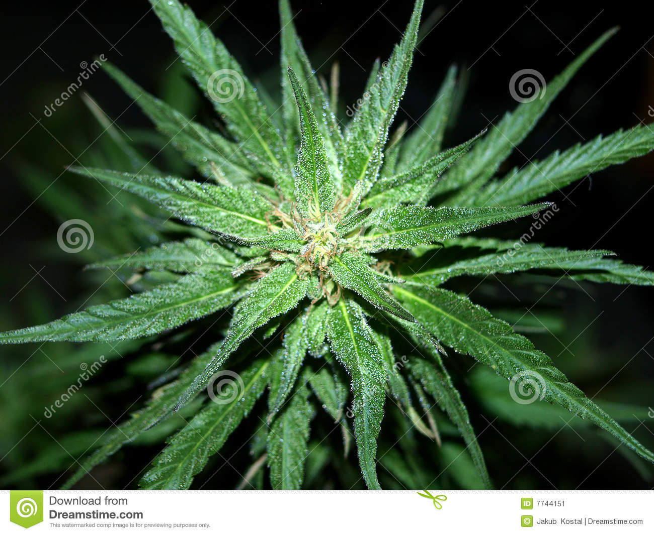 Marijuana Stock Image   Image  7744151