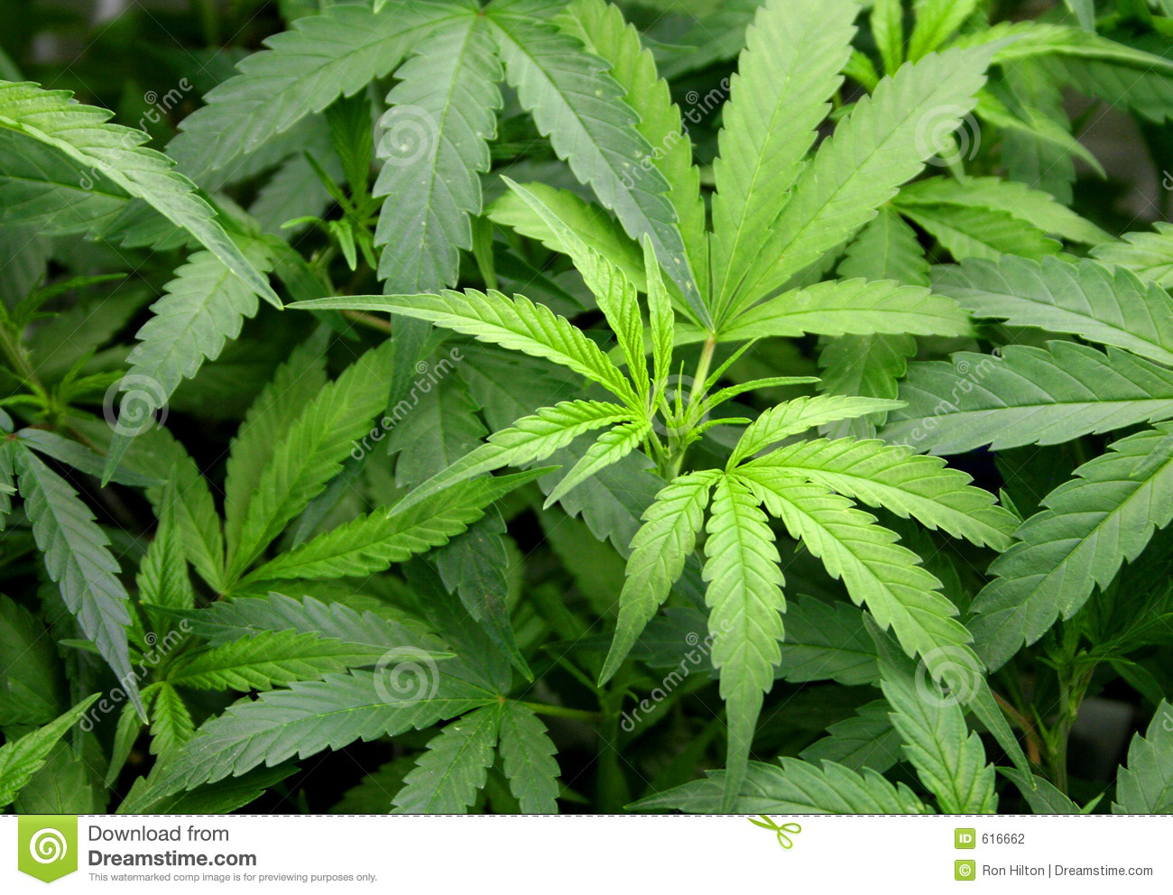 Marijuana Stock Photography   Image  616662