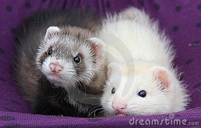 Pair Of 8 Week Old Ferret Kit Siblings Laying Comfortably In A
