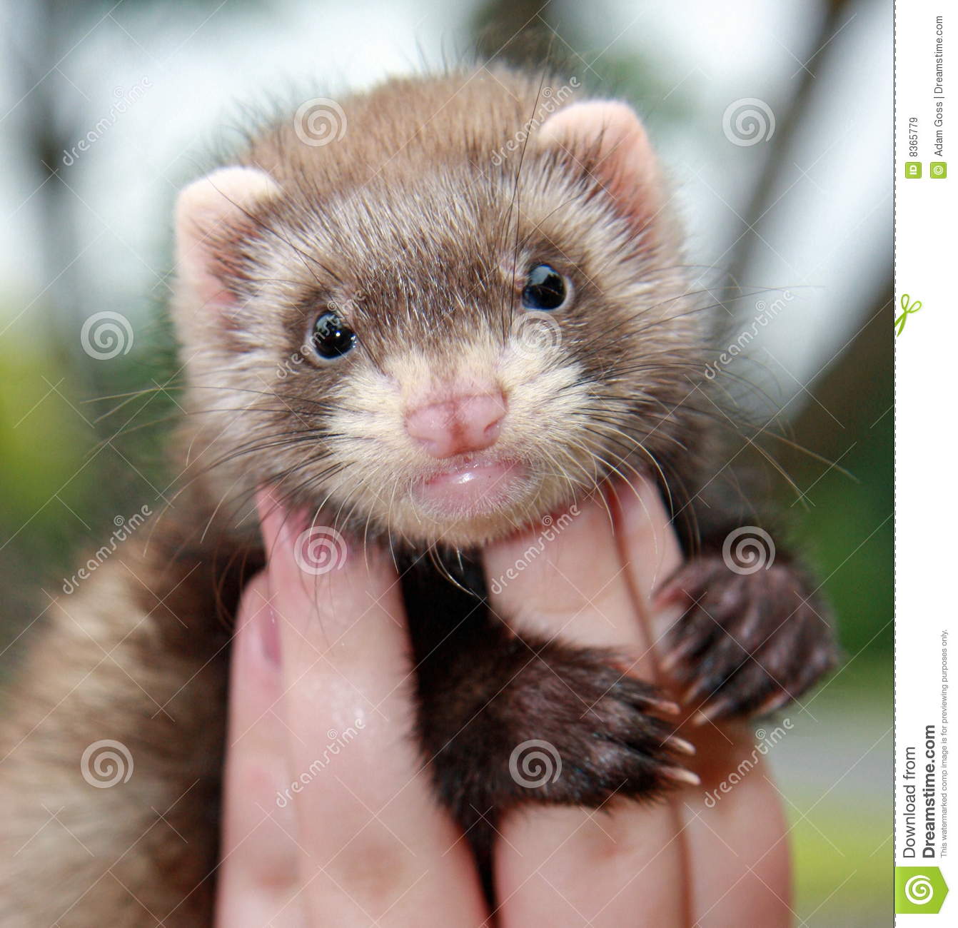 Person Holding Ferret Royalty Free Stock Images   Image  8365779