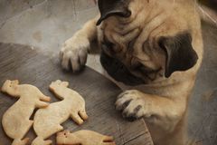 Pug Puppy Truing To Get Ferret Shaped Cookies Stock Photo