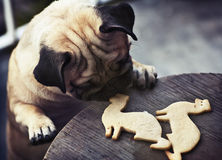 Pug Puppy Truing To Get Ferret Shaped Cookies Stock Photography