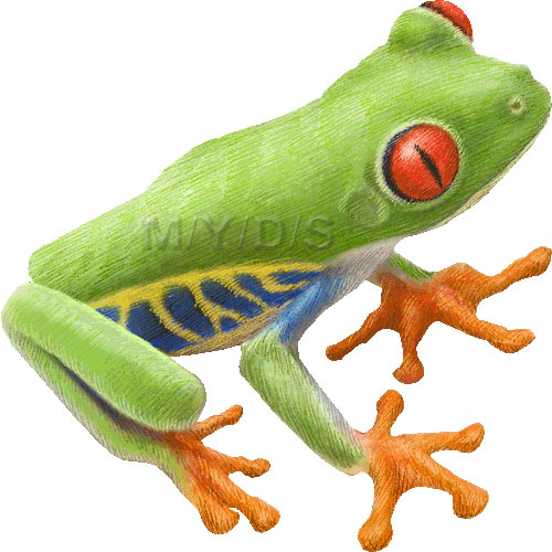 Red Eyed Tree Frog Agalychnis Callidryas Clipart Graphics  Free Clip