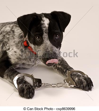 Stock Photo   Jail House Dog   Stock Image Images Royalty Free Photo    