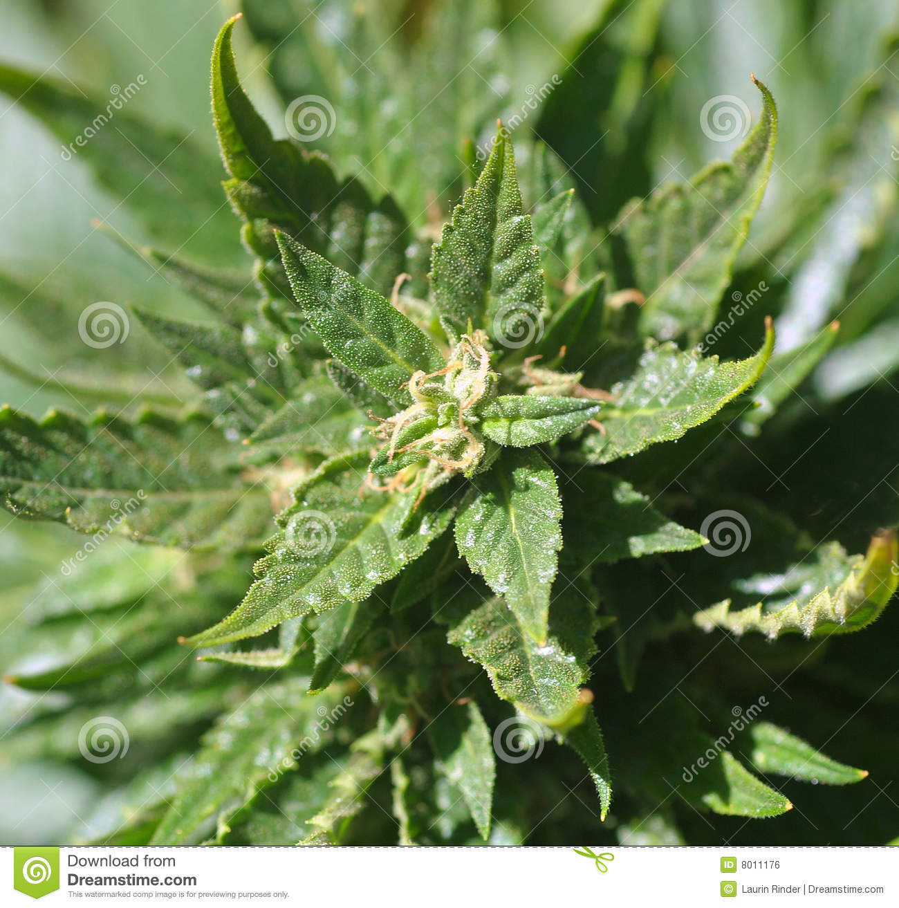 Very Closeup View Of A Flowering Marijuana Bud