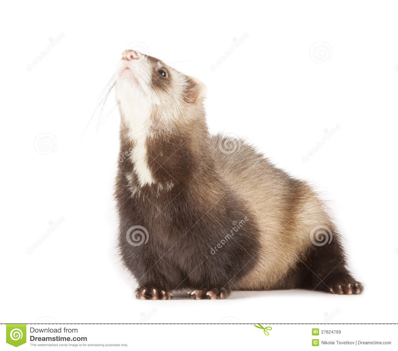 Young Ferret Royalty Free Stock Images   Image  27624769